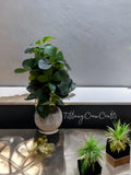 THE ZEN PEBBLE SHRUB