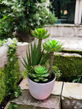 SIGNATURE FAUX SUCCULENT TRIO GARDEN